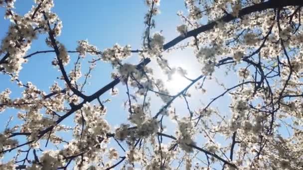 Blommande äppelträd och blå himmel på våren, vita blommor i blom, blommor och natur — Stockvideo