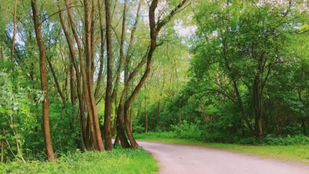 晴れた日の森の中の道、森の中のハイキング道、緑の木々の自然、風景、自然環境などの歩道 — ストック動画