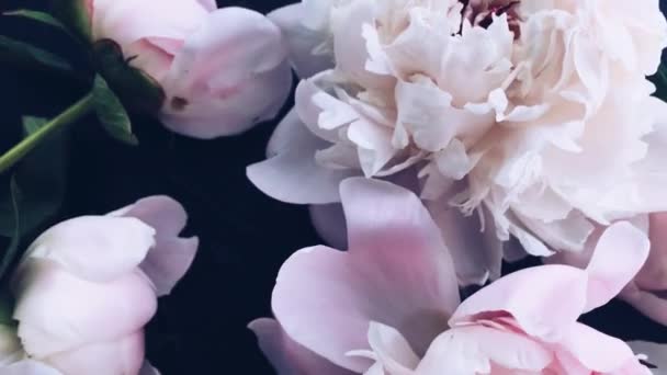 Pastel pioenroos bloemen in bloei als vakantie, bruiloft en bloemen achtergrond — Stockvideo