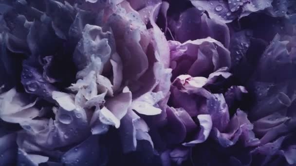 Σκούρο βιολετί παιώνιες σε άνθιση, μοβ παιώνιος λουλούδια ως διακοπές, γάμο και λουλούδια φόντο — Αρχείο Βίντεο