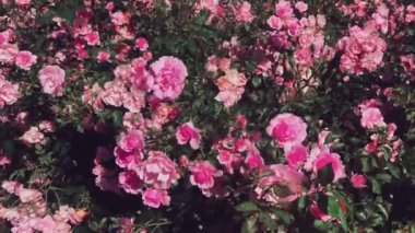 Harika bir gül bahçesi, güneşli bir günde açan pembe güller doğa, çiçekler ve çiçek arkaplan gibi