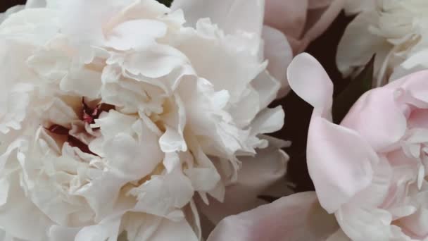 Peonie vintage, fiori di peonia pastello in fiore come festa, matrimonio e sfondo floreale — Video Stock