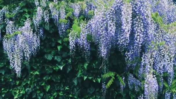 Violet wisteria bloemen en bladeren in botanische tuin als bloemige achtergrond, natuur en bloei — Stockvideo