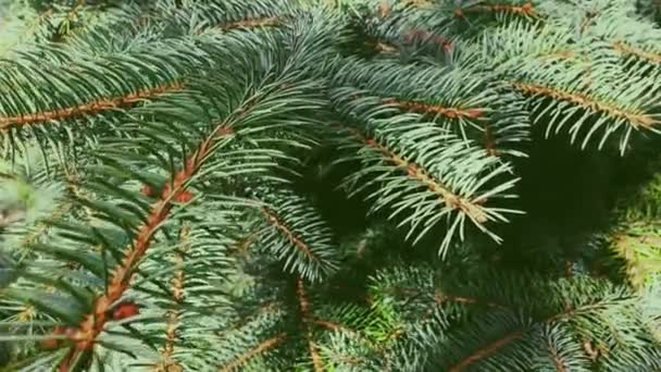 Ramo de árvore de abeto close-up, como natureza, férias de Natal e fundo de planta sempre verde — Vídeo de Stock