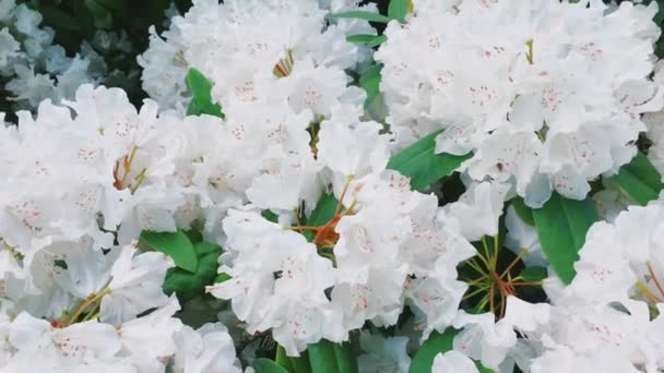 植物园中的白杜鹃花作为自然、假日和花卉背景 — 图库视频影像