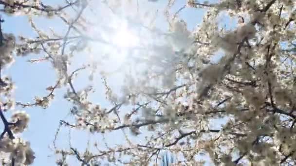 Blommande äppelträd och blå himmel på våren, vita blommor i blom, blommor och natur — Stockvideo