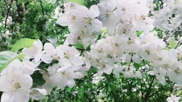 Apfelbaumblüte im grünen Frühlingsgarten, weiße Blumen blühen als Blumen, Natur und Gartenarbeit — Stockvideo