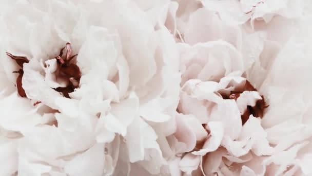 Bílé pivoňky v květu, pastelové pivoňkové květy jako sváteční, svatební a květinové pozadí — Stock video