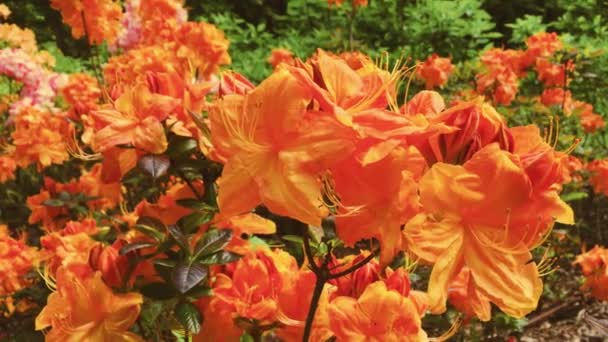 Orange flowers blossom in summer garden, flowers in bloom, floral and nature — Stock Video