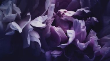 Çiçekli koyu mor şakayıklar, tatil olarak mor şakayık çiçekleri, düğün ve çiçek arkaplanı.