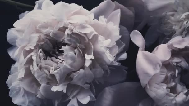 Peonie vintage scure, fiori di peonia pastello in fiore come festa, matrimonio e sfondo floreale — Video Stock