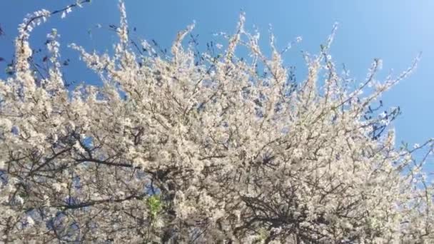 Blühender Apfelbaum und blauer Himmel im Frühling, weiße Blumen in voller Blüte, Blumen und Natur — Stockvideo
