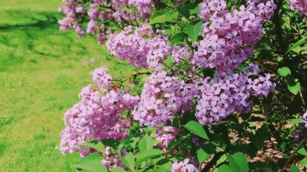 Syringa or lilac vulgaris flowers in botanical garden as nature, holiday and floral background — Stock Video