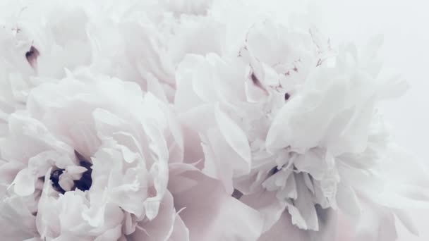 Peonías blancas puras, flores de peonía pastel en flor como vacaciones, boda y fondo floral — Vídeo de stock