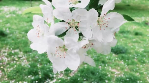 Fleur de pommier dans le jardin vert de printemps, fleurs blanches en fleurs comme floral, nature et jardinage — Video