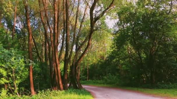Μονοπάτι στο δάσος την ηλιόλουστη μέρα, μονοπάτι πεζοπορίας στο δάσος και διάδρομος μέσα από πράσινα δέντρα όπως η φύση, το τοπίο και το φυσικό περιβάλλον — Αρχείο Βίντεο