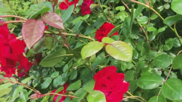Дикі квітучі червоні троянди в зеленому ботанічному саду, квіти в цвітіння, природа і квіткові — стокове відео