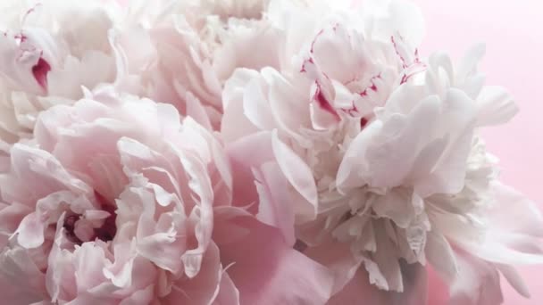 Романтические розовые пионы, пастельные пионы цветы в цвету, как праздник, свадьба и цветочный фон — стоковое видео