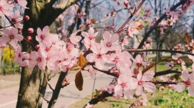 Yeşil botanik bahçesinde çiçek açan elma ağacı, çiçek açan pembe çiçekler, doğa ve çiçek.