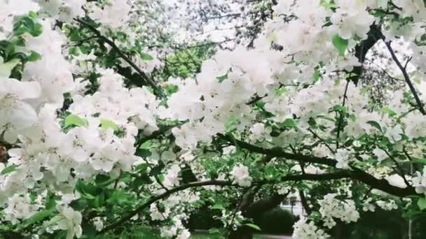 Alma fa virágzik a zöld tavaszi kertben, fehér virágok virágzik, mint a virág, a természet és a kertészkedés — Stock videók