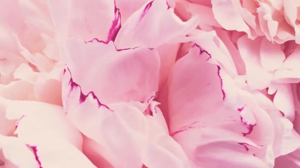 Peônias cor-de-rosa em flor, flores de peônia pastel como férias, casamento e fundo floral — Vídeo de Stock