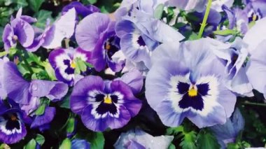 Mor çiçekler sabah çiğ taneleriyle bahçeye düşer. Doğa, çiçek ve bahçeyle ilgilenir.