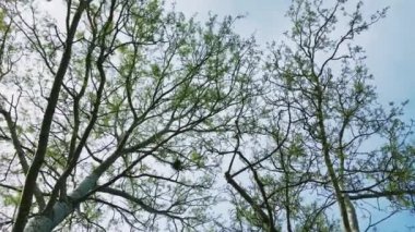 Doğa, manzara ve doğal ortam olarak mevsim ortası boyunca ağaçların ve gökyüzünün tepeleri