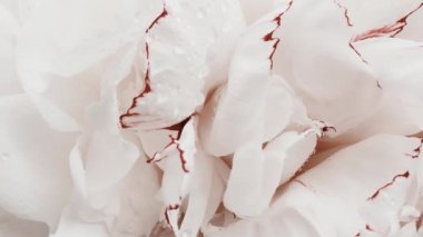 Çiçekli beyaz şakayıklar, tatil olarak pastel şakayık çiçekleri, düğün ve çiçek arkaplanı