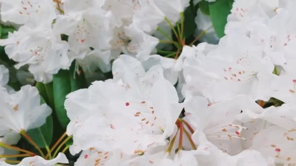 Weiße Rhododendron-Blüten im botanischen Garten als Natur, Urlaub und floraler Hintergrund — Stockvideo