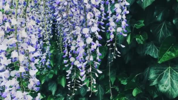 Flores y hojas de glicina violeta en jardín botánico como fondo floral, naturaleza y floración — Vídeo de stock