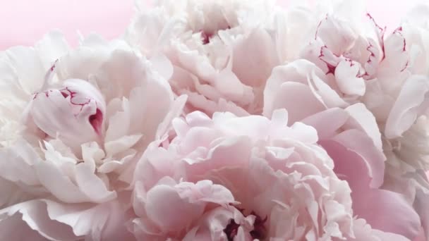Romantische roze pioenen, pastel pioenroos bloemen in bloei als vakantie, bruiloft en bloemen achtergrond — Stockvideo