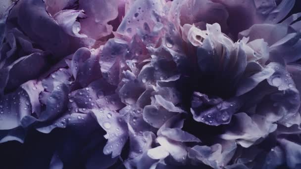 Peonie viola scuro in fiore, fiori di peonia viola come festa, matrimonio e sfondo floreale — Video Stock