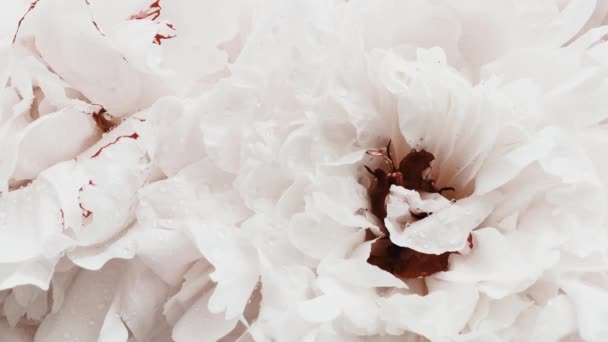 Peonías blancas en flor, flores de peonía pastel como vacaciones, boda y fondo floral — Vídeos de Stock