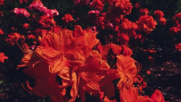 夏の庭に赤い花を咲かせ、花を咲かせ、花や自然を咲かせます。 — ストック動画