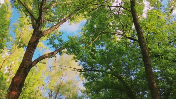 Árboles en el bosque y el cielo azul, follaje verde como naturaleza, paisaje y entorno natural — Vídeo de stock