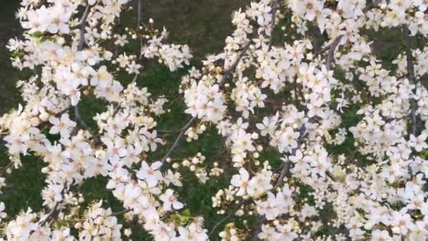 Macieira florescente no jardim botânico verde, flores brancas em flor, natureza e floral — Vídeo de Stock