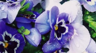 Mor çiçekler sabah çiğ taneleriyle bahçeye düşer. Doğa, çiçek ve bahçeyle ilgilenir.