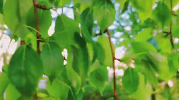 Frunzele verzi proaspete primăvara, ramura apropiată a copacului ca natură, mediu și fundal natural — Videoclip de stoc