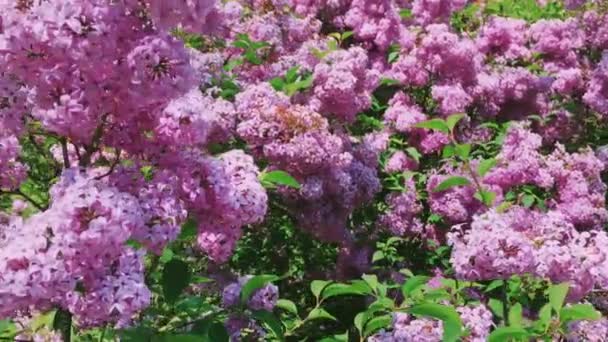 Syringa of lila vulgaris bloemen in botanische tuin als natuur, vakantie en bloemen achtergrond — Stockvideo