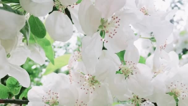 Elma ağacı yeşil bahar bahçesinde çiçek açar. Çiçek açan beyaz çiçekler, doğa ve bahçıvanlık. — Stok video