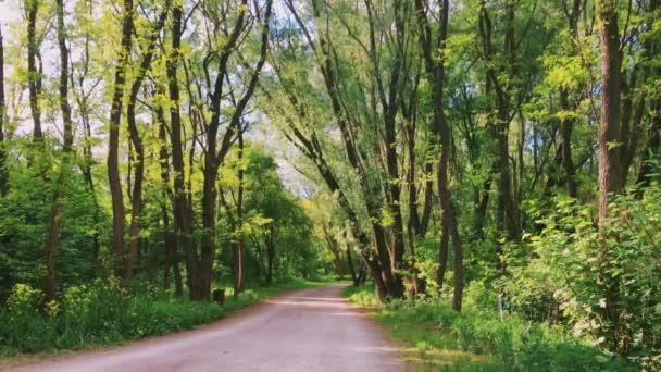 Caminho em bosques no dia ensolarado, caminho para caminhadas na floresta e passarela através de árvores verdes como natureza, paisagem e ambiente natural — Vídeo de Stock