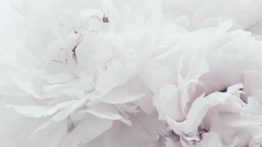 Saf beyaz şakayıklar, çiçekli pastel şakayıklar bayram, düğün ve çiçek arkaplan çiçekleri.