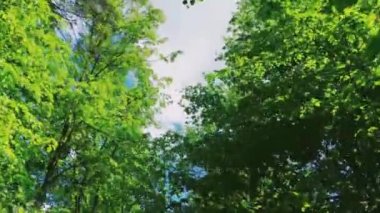 Güneş ormandaki ağaçların tepelerinde parlar, güneş batarken yeşil yapraklar doğa, manzara ve doğal çevre olarak.