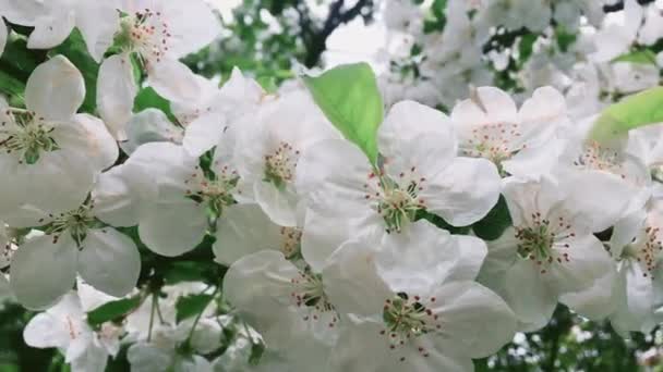 Appelboom bloesem in groene lentetuin, witte bloemen in bloei als bloemen, natuur en tuinieren — Stockvideo