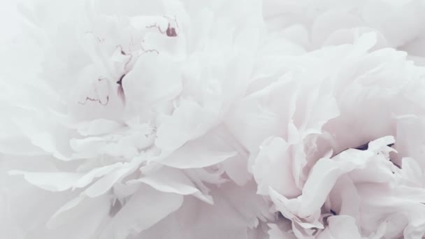 Чисті білі півонії, пастельні квіти півоній у розквіті як свято, весілля та квітковий фон — стокове відео