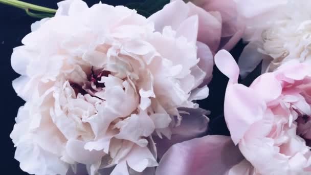 Pastellfarbene Pfingstrosen blühen als Feiertag, Hochzeit und floraler Hintergrund — Stockvideo