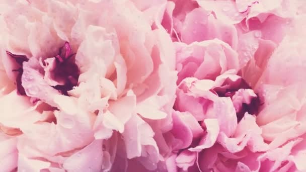 Roze pioenrozen in bloei, pastel pioenroos bloemen als vakantie, bruiloft en bloemen achtergrond — Stockvideo