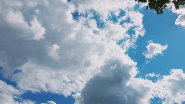 Árvores em floresta e céu azul, folhagem verde como natureza, paisagem e ambiente natural — Vídeo de Stock