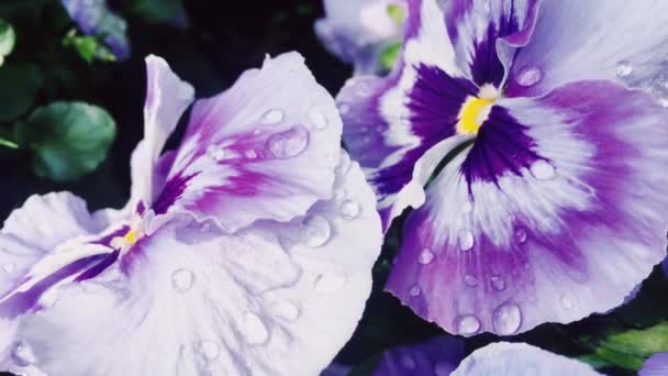 Fiori viola con gocce d'acqua rugiada mattina in giardino come natura, fiori e giardinaggio — Video Stock