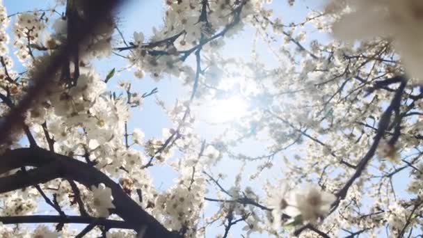 Blommande äppelträd och blå himmel på våren, vita blommor i blom, blommor och natur — Stockvideo